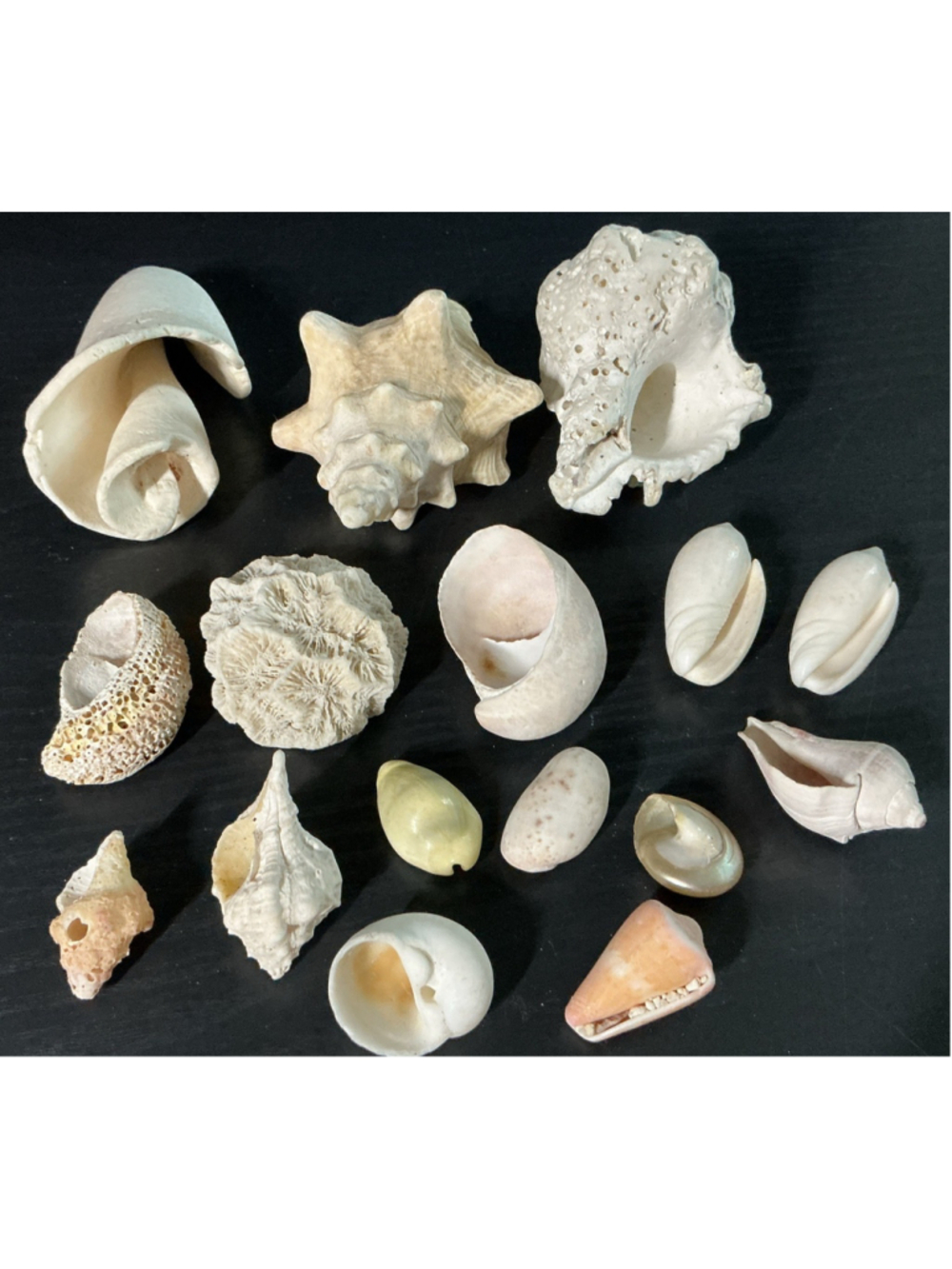Vintage Natural Sea Shells & Coral Specimen Lot - 16pc Craft Coastal Decor.